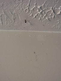 More bugs