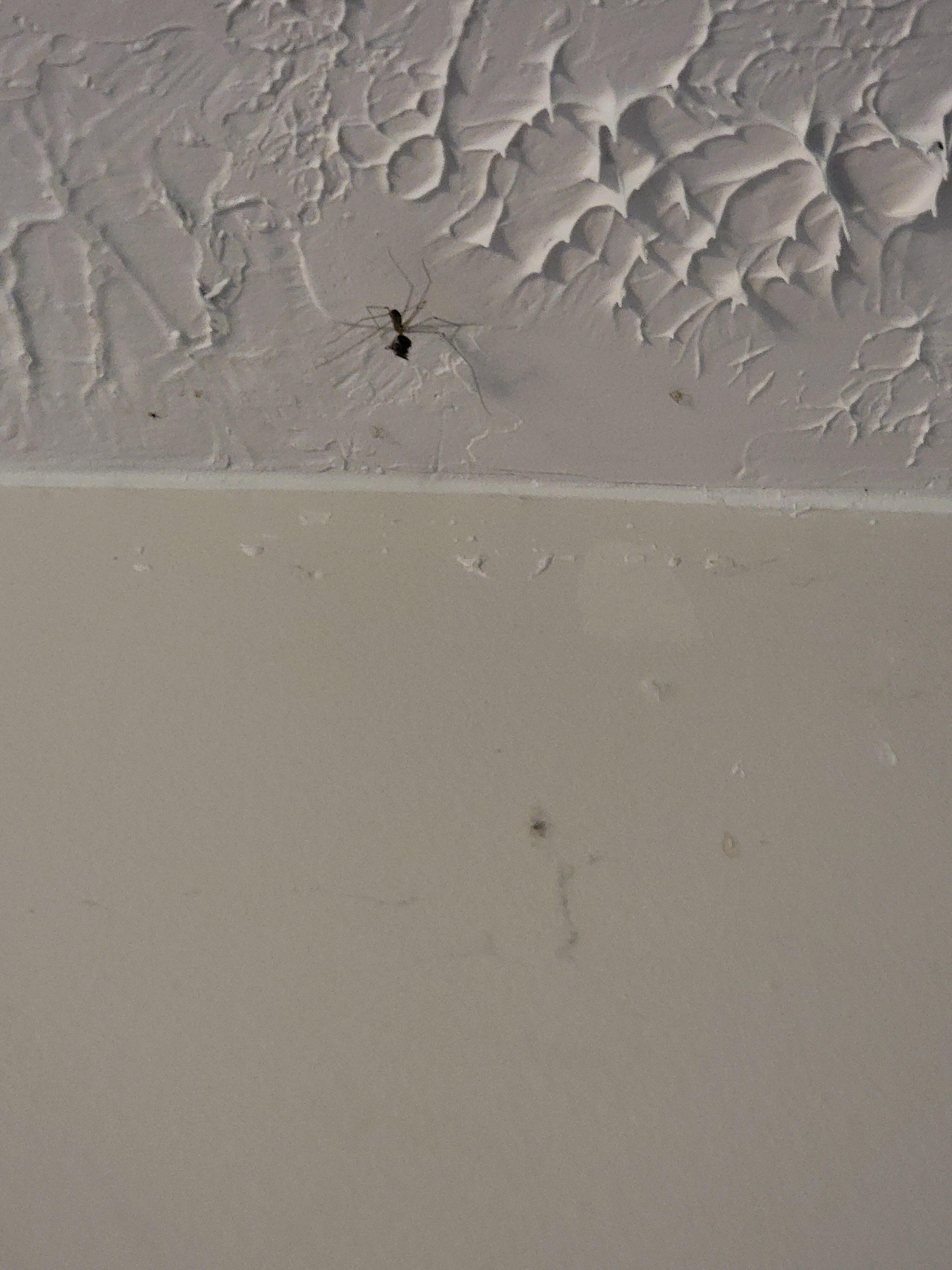 More bugs