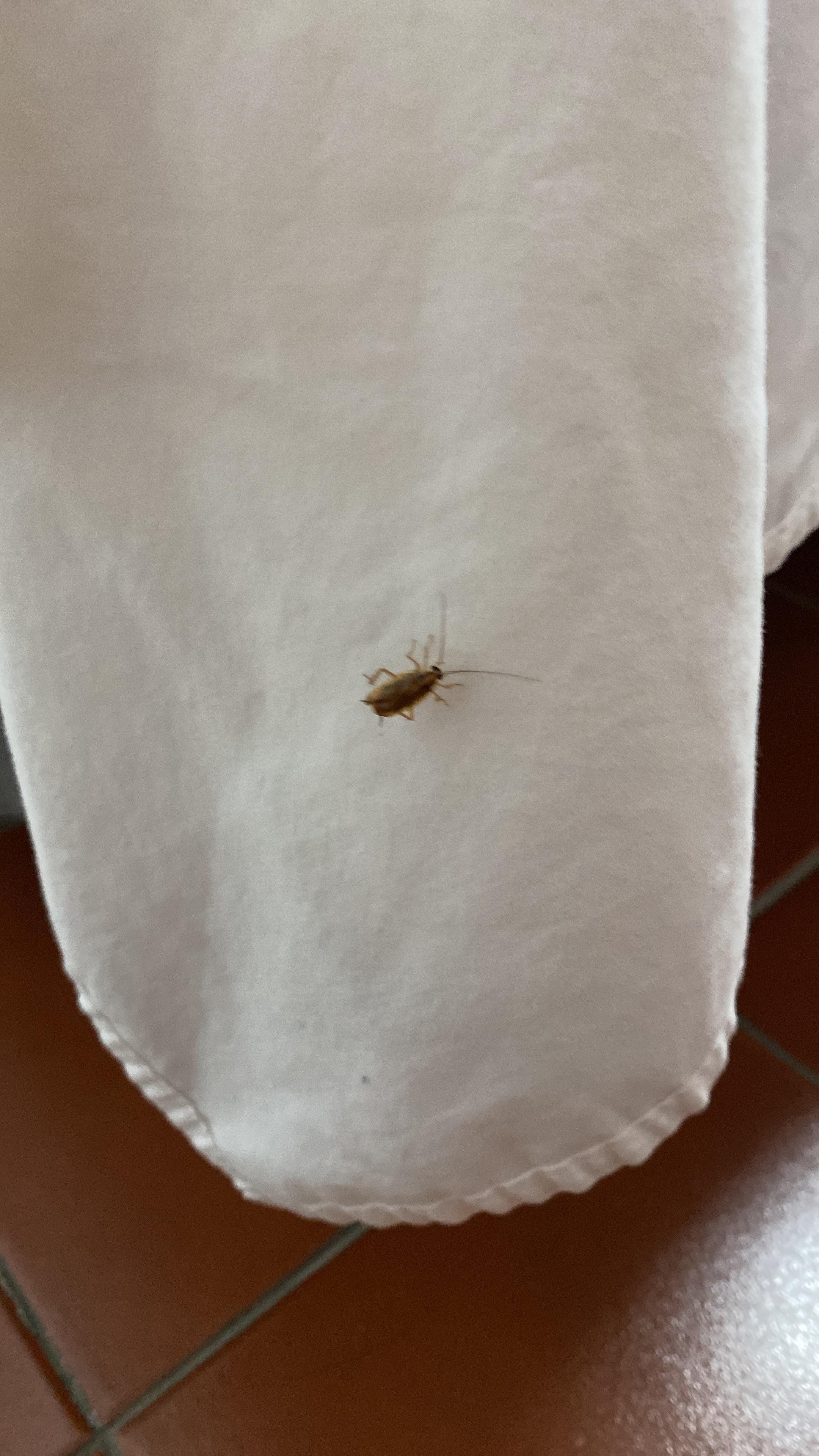 Desafortunadamemente tuvimos la cucaracha en ma cama🙈