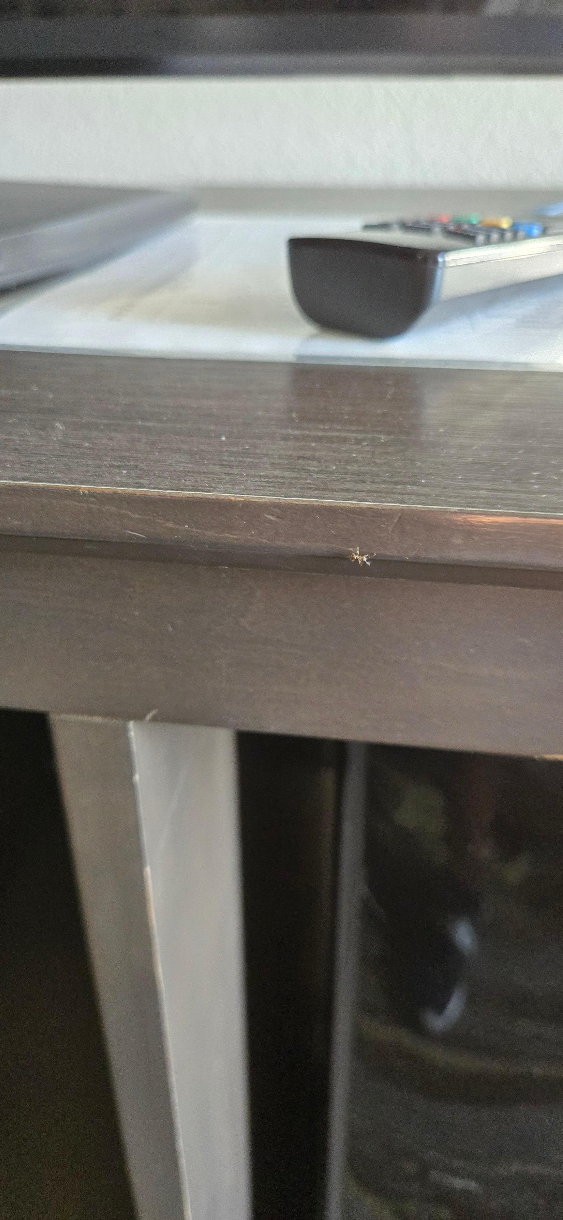 One of the many ants