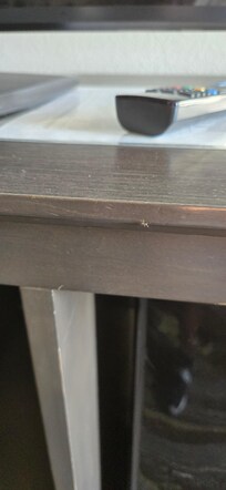 One of the many ants
