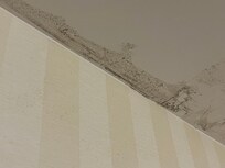 mold and water damage
