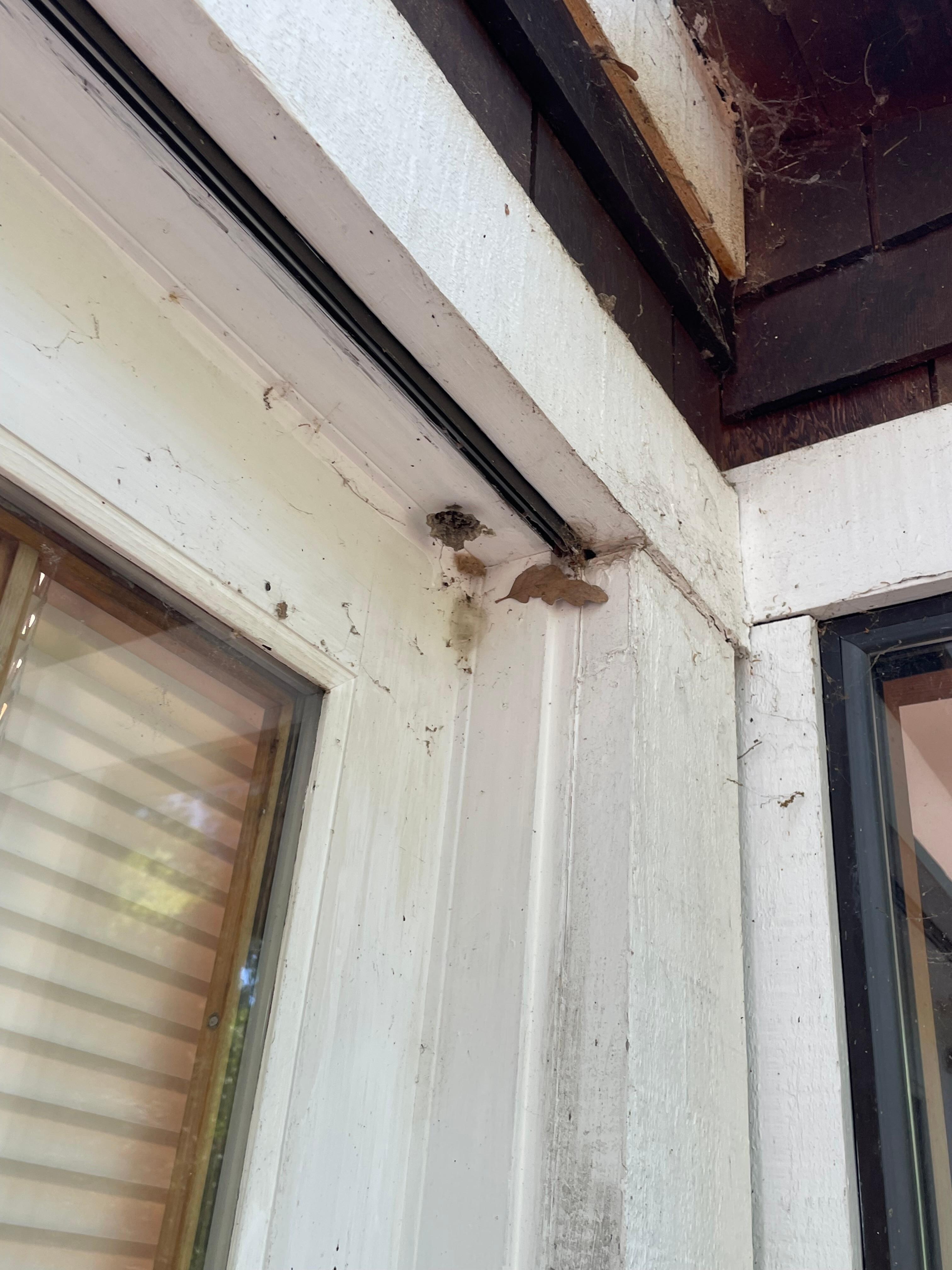 Outside of the house was covered in Spiders, leaves, debris