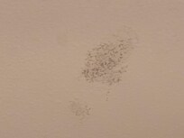 Mold/mildew on bathroom ceilings
