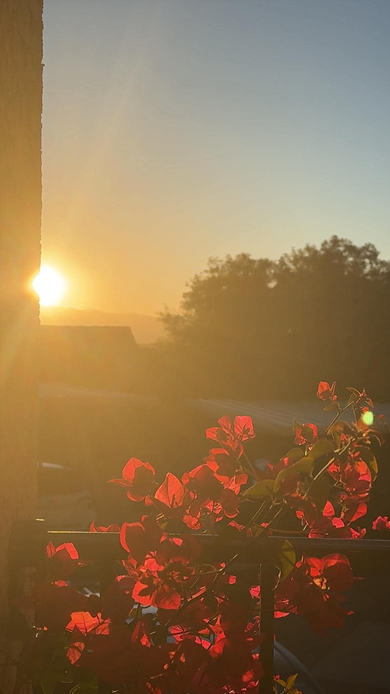 That bougainvillea in bloom added to the beauty on the porch and community. 