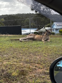 Lovely surprise on the first morning, then when we drove around there were lots of kangaroos in people ysrds
