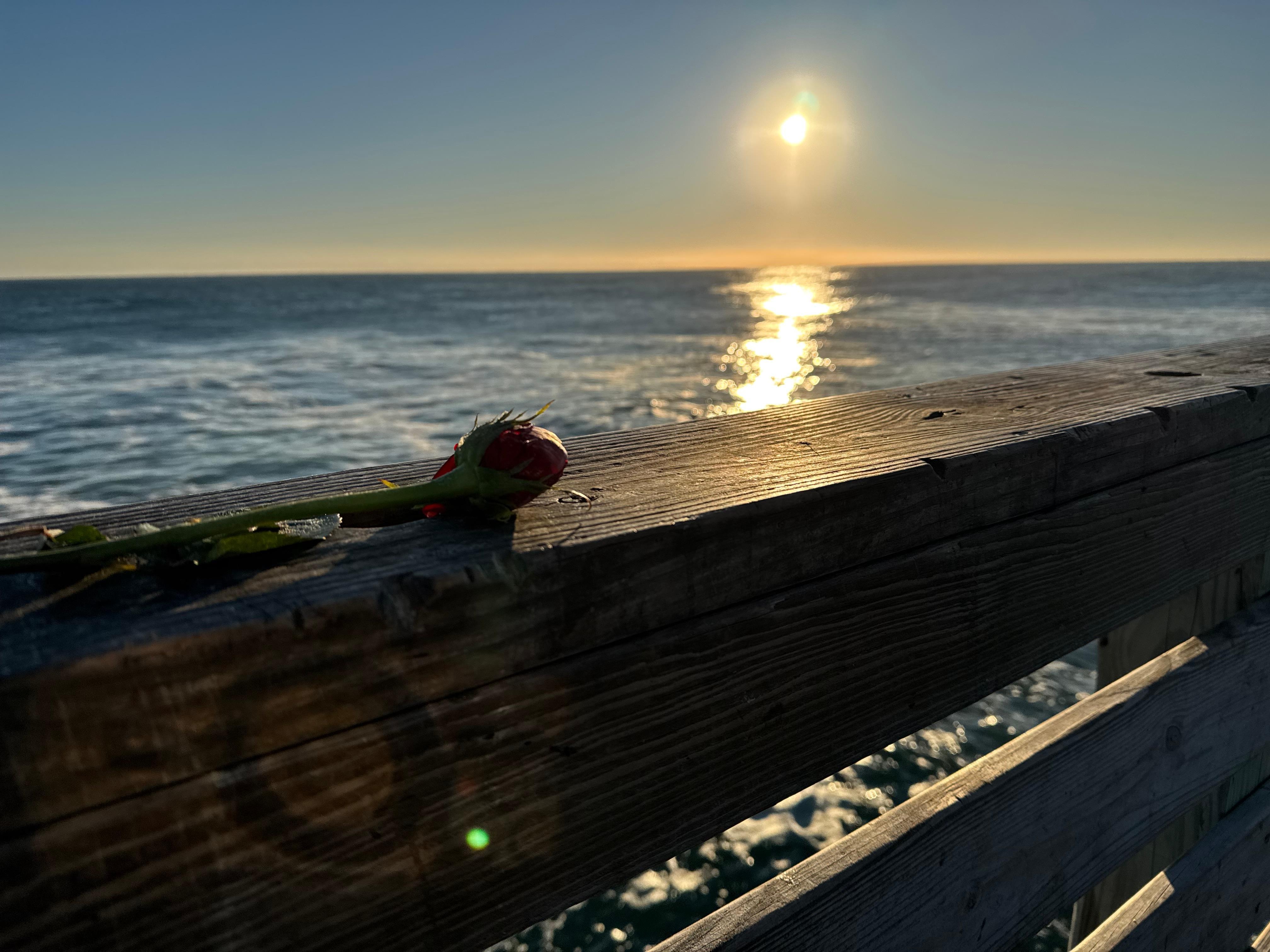 Found a rose outside on the beach at the resort 