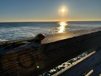Found a rose outside on the beach at the resort