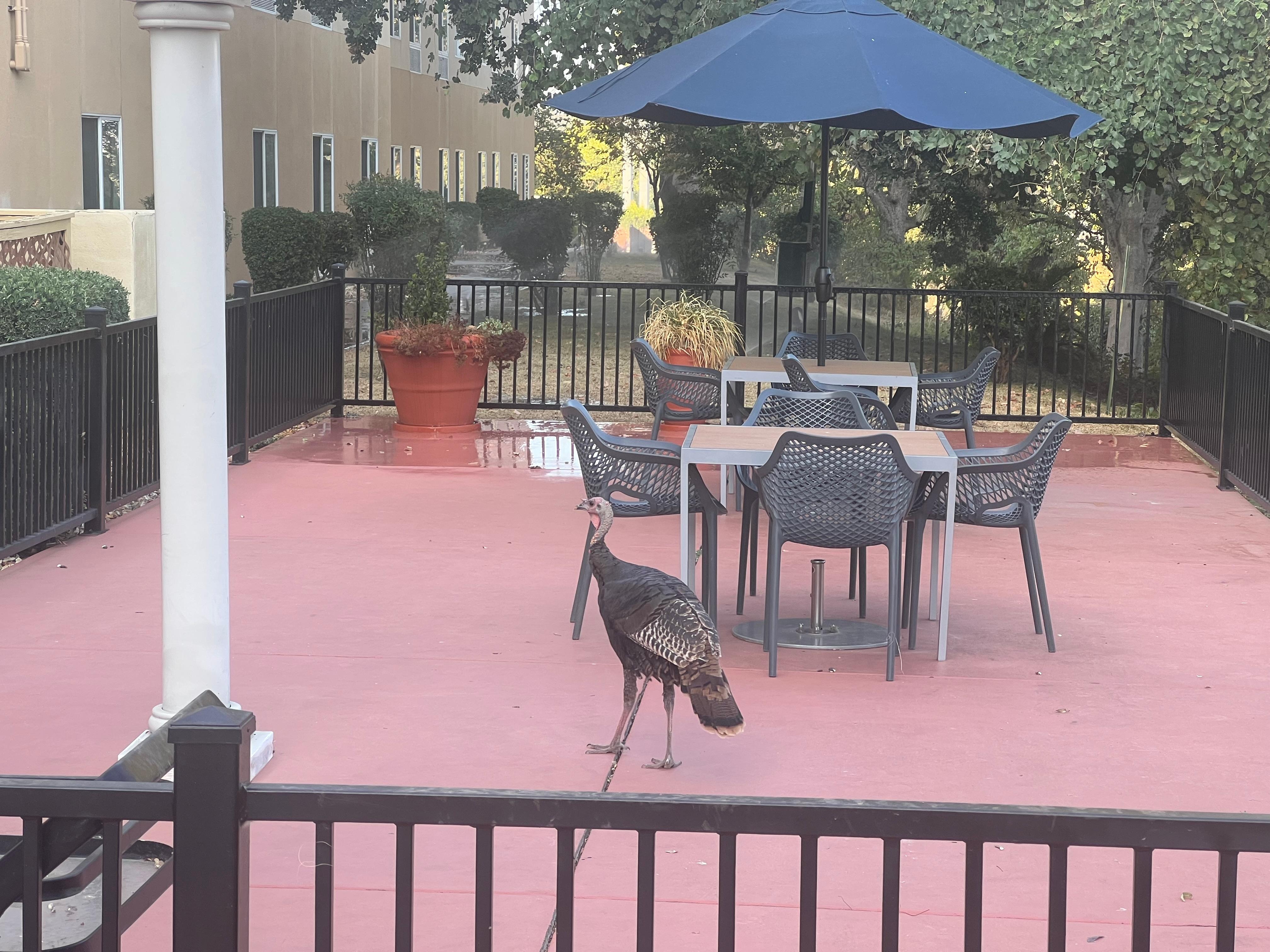 Kalkunbesøk 5 stk ved bassenget. 