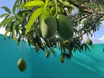 Verse mango,'s groeien daar in de tuin