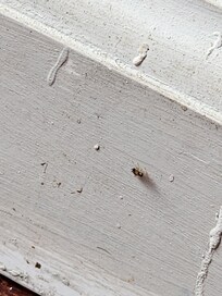 Roaches on the baseboard