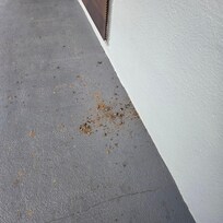 Looked like dog feces that was EXTRA DRY. Right outside my door.