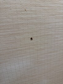 A roach found in bathroom