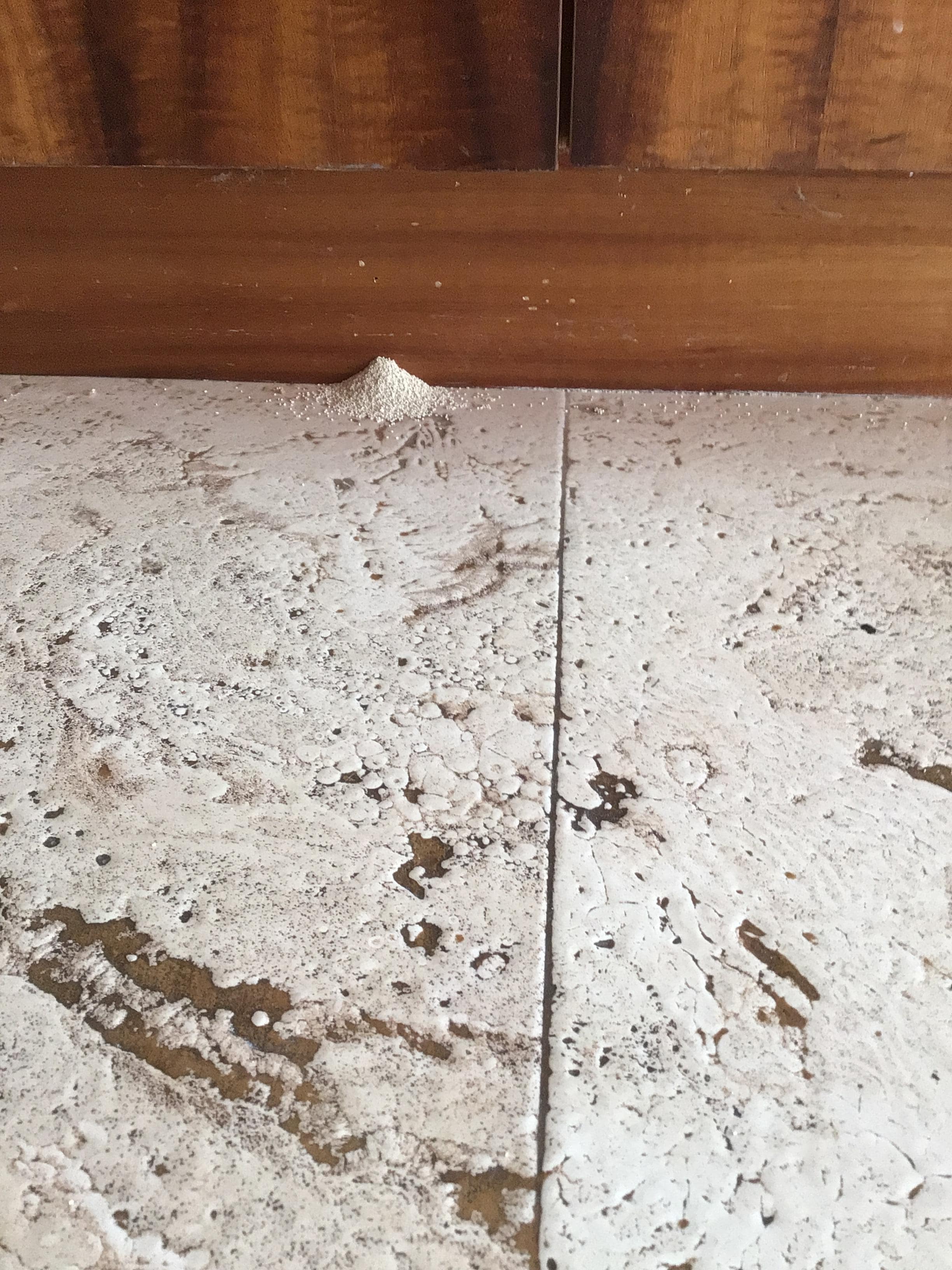 Termite dust