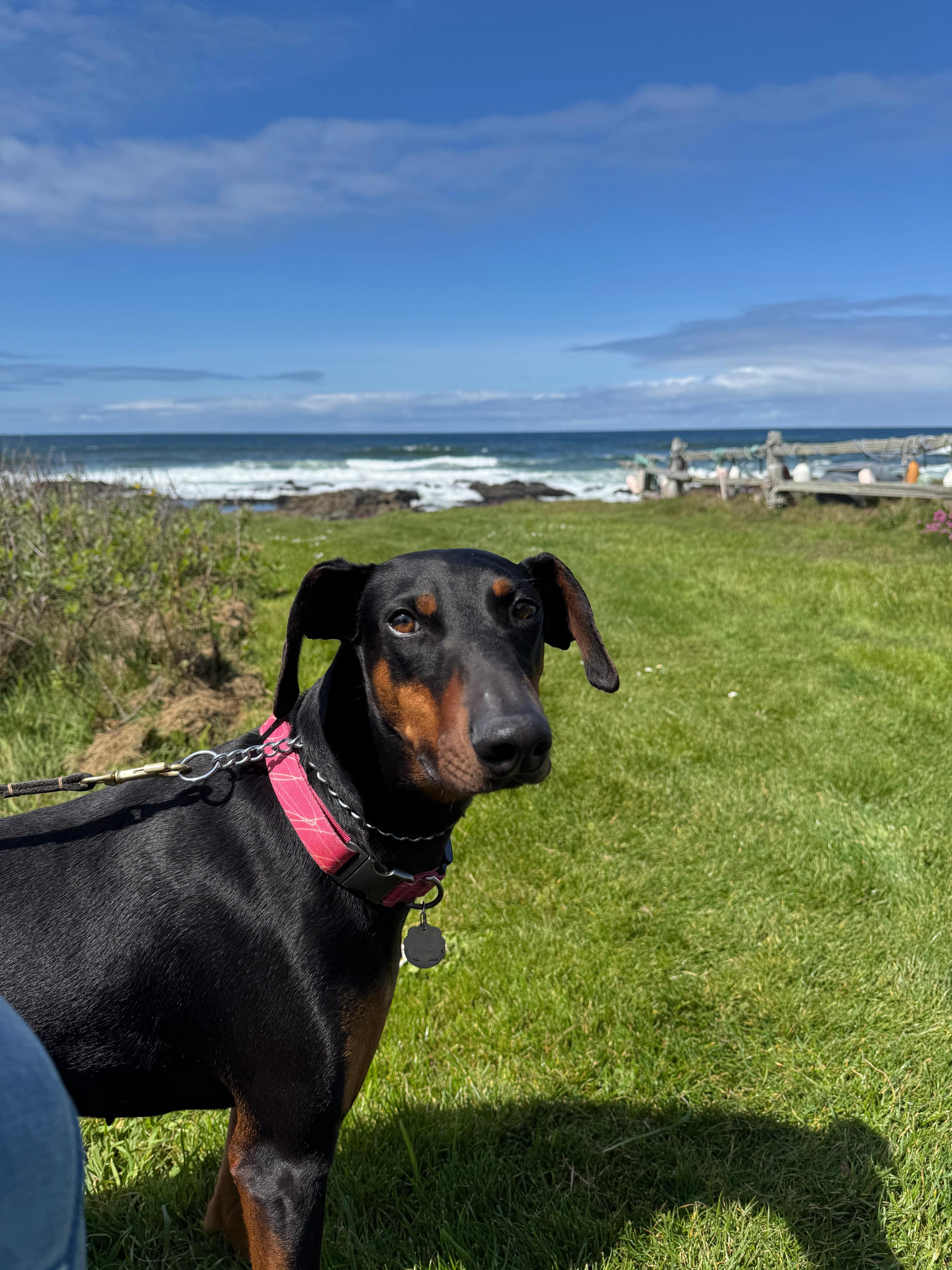 The view along the Oregon Coast Trail in Yachats. 