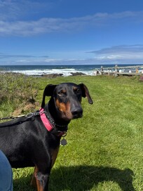 The view along the Oregon Coast Trail in Yachats.