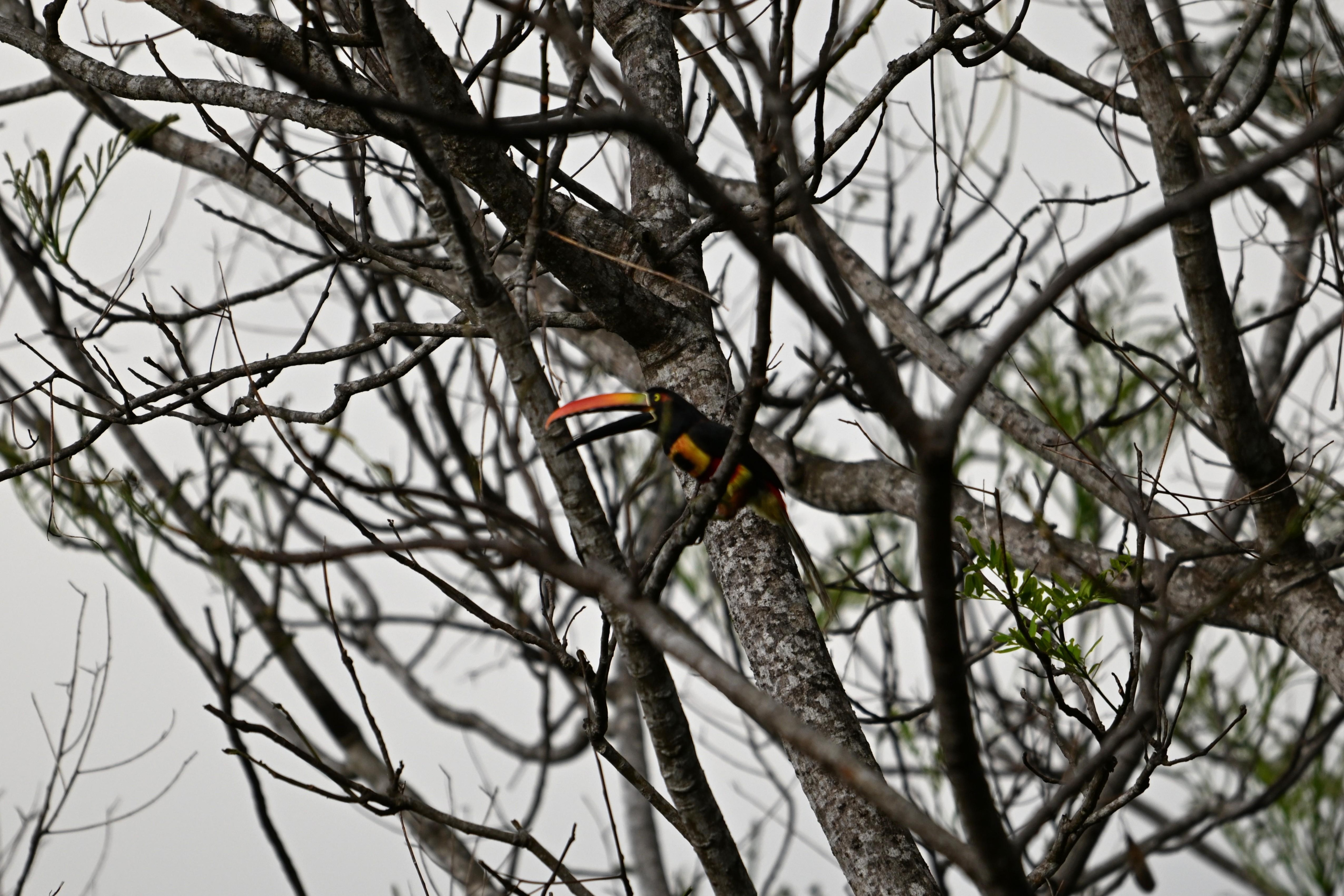 Fiery-billed aracari - What a treat to see these guys!!