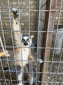 Jeffie from the local rescue/petting zoo