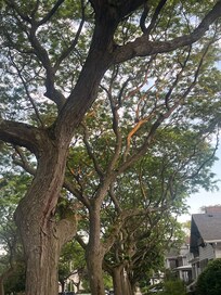 Beautiful tree-lined streets