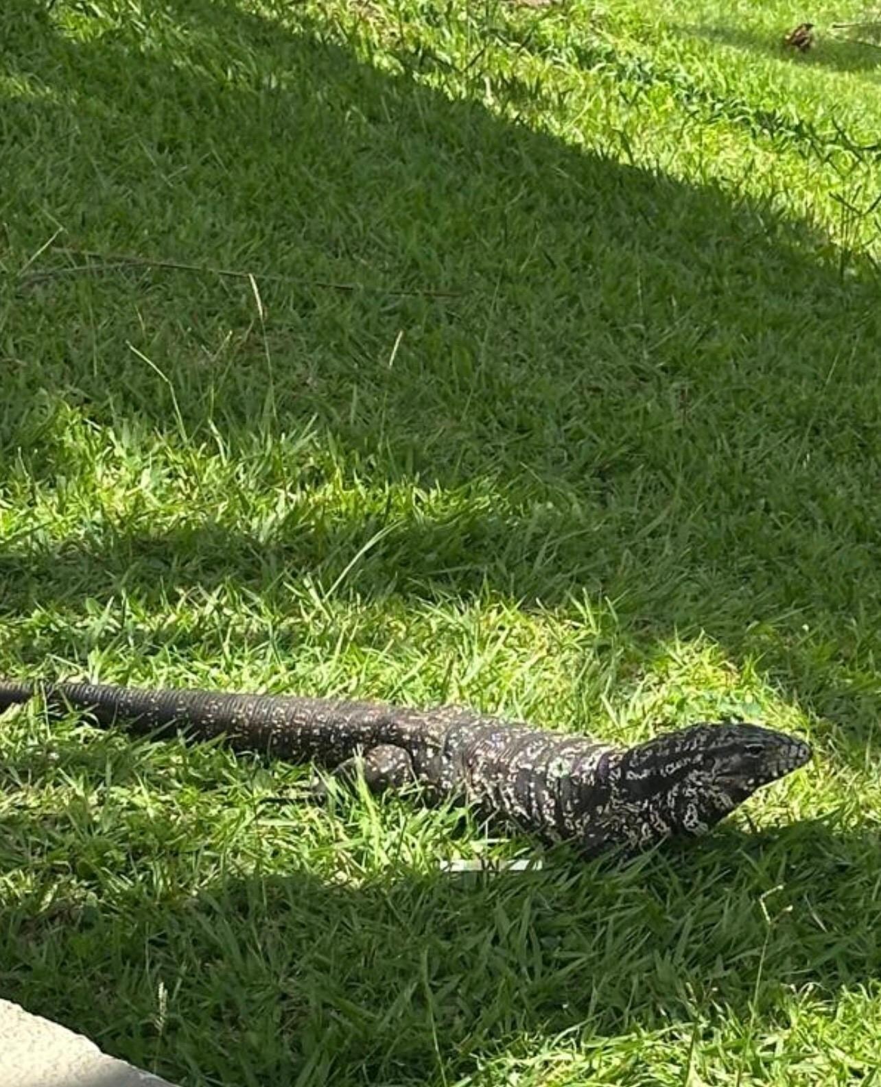 These are everywhere around the pool area 