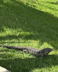 These are everywhere around the pool area