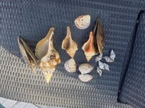 Shells from Honeymoon Island Beach has a "Dog Area"