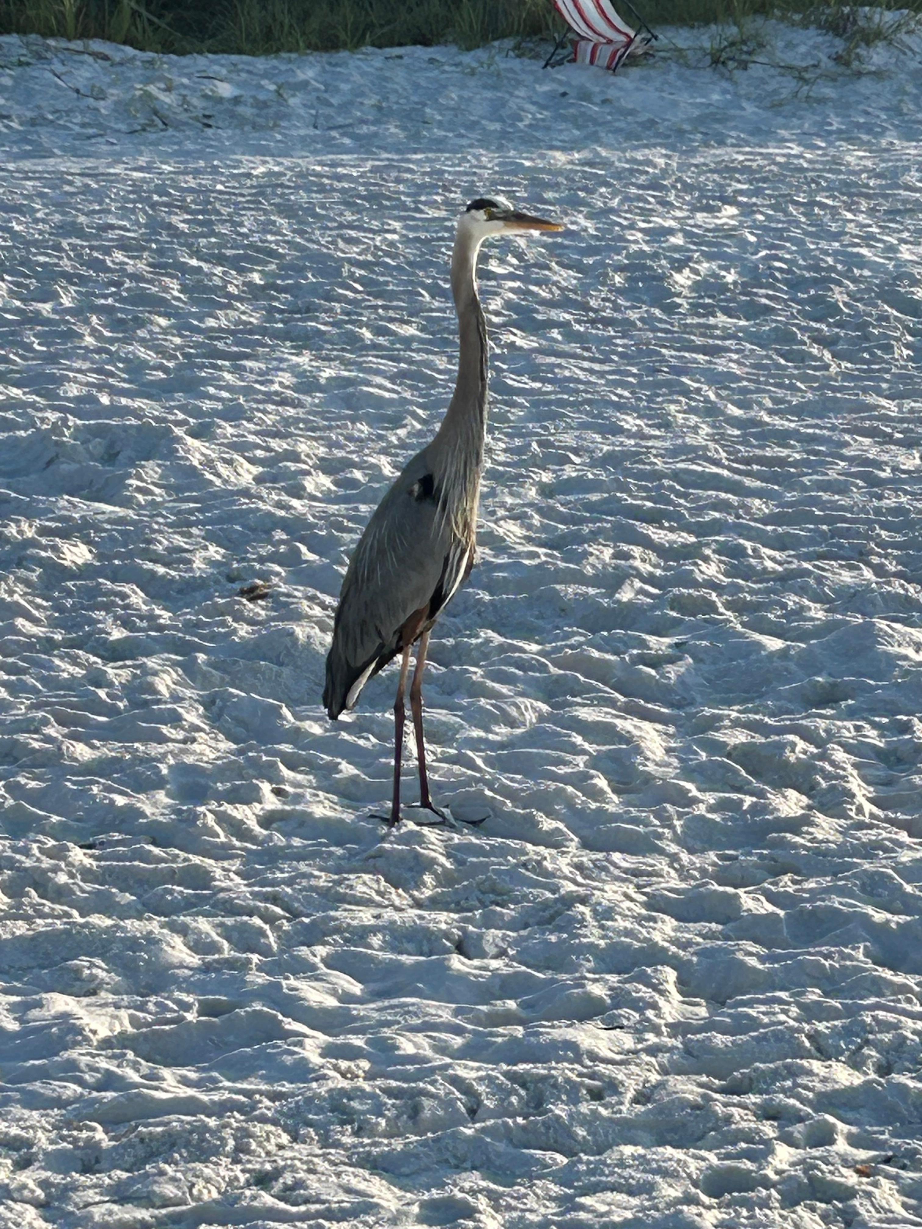 Looking for a fish 