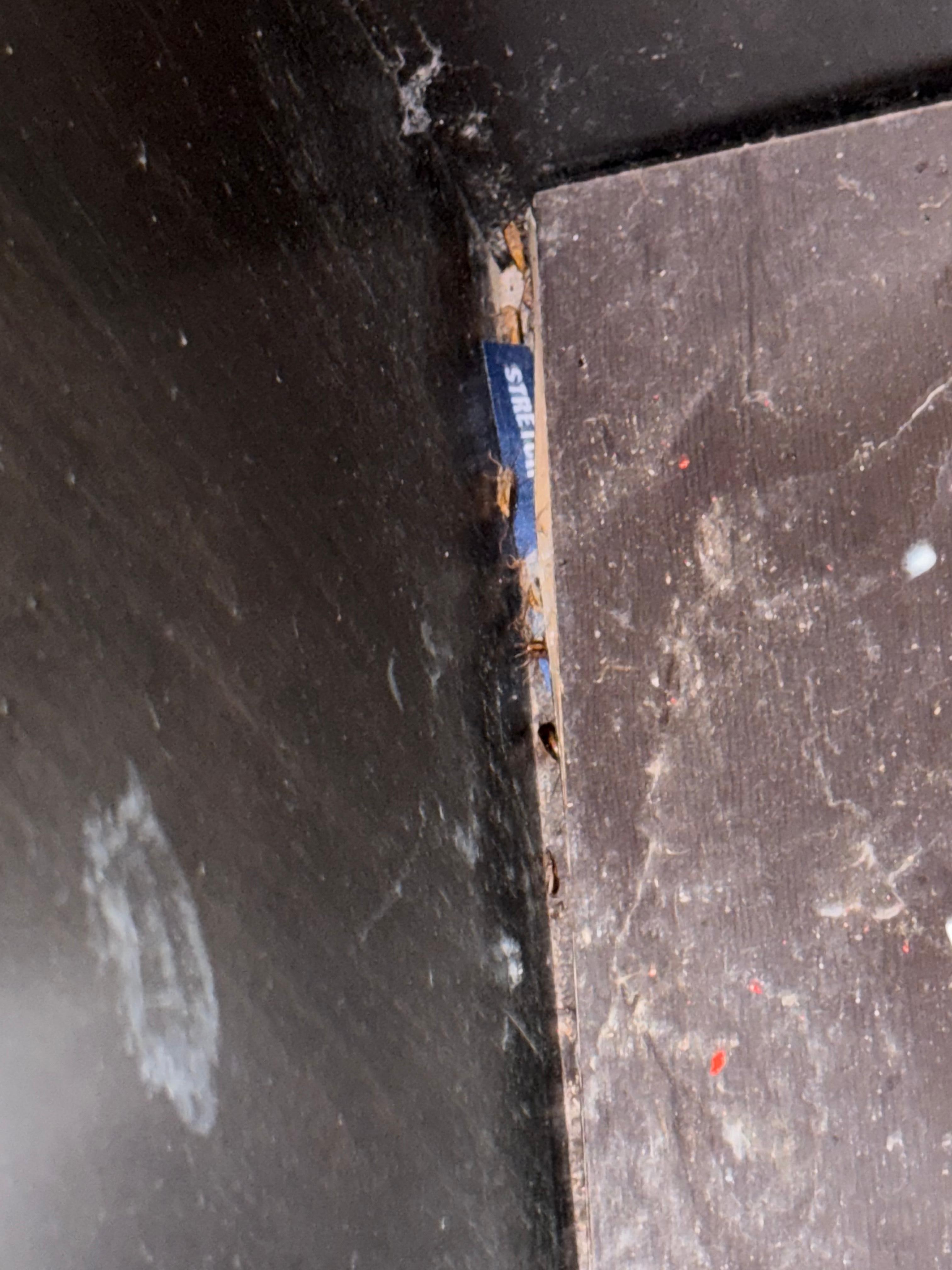 Roaches beside refrigerator 