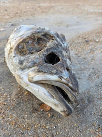 Seafood