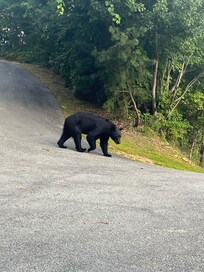 This guy walked right across the driveway!!!