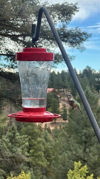 Hummingbirds galore had so much fun watching them