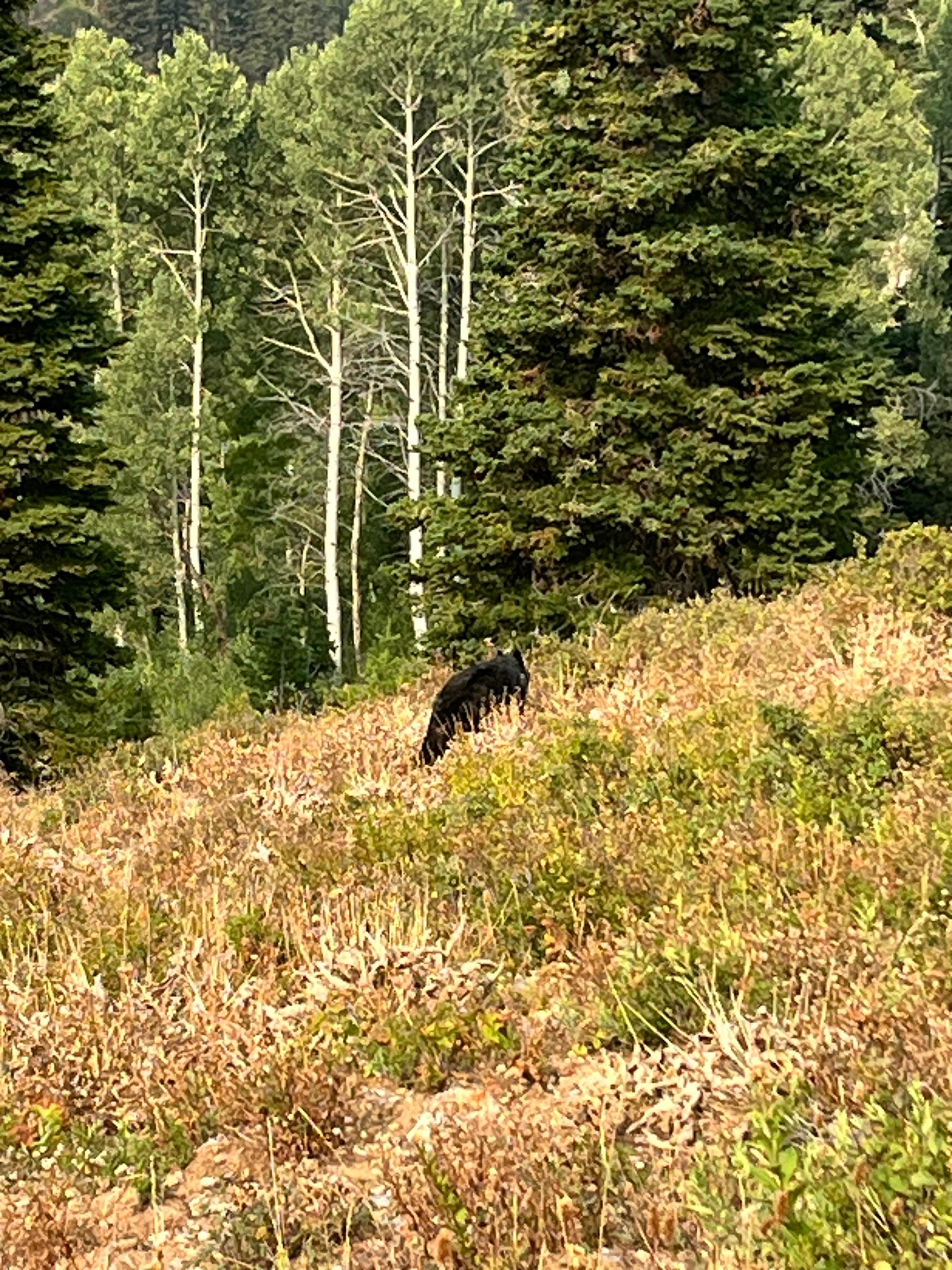 We saw a bear while hiking up the mountain!