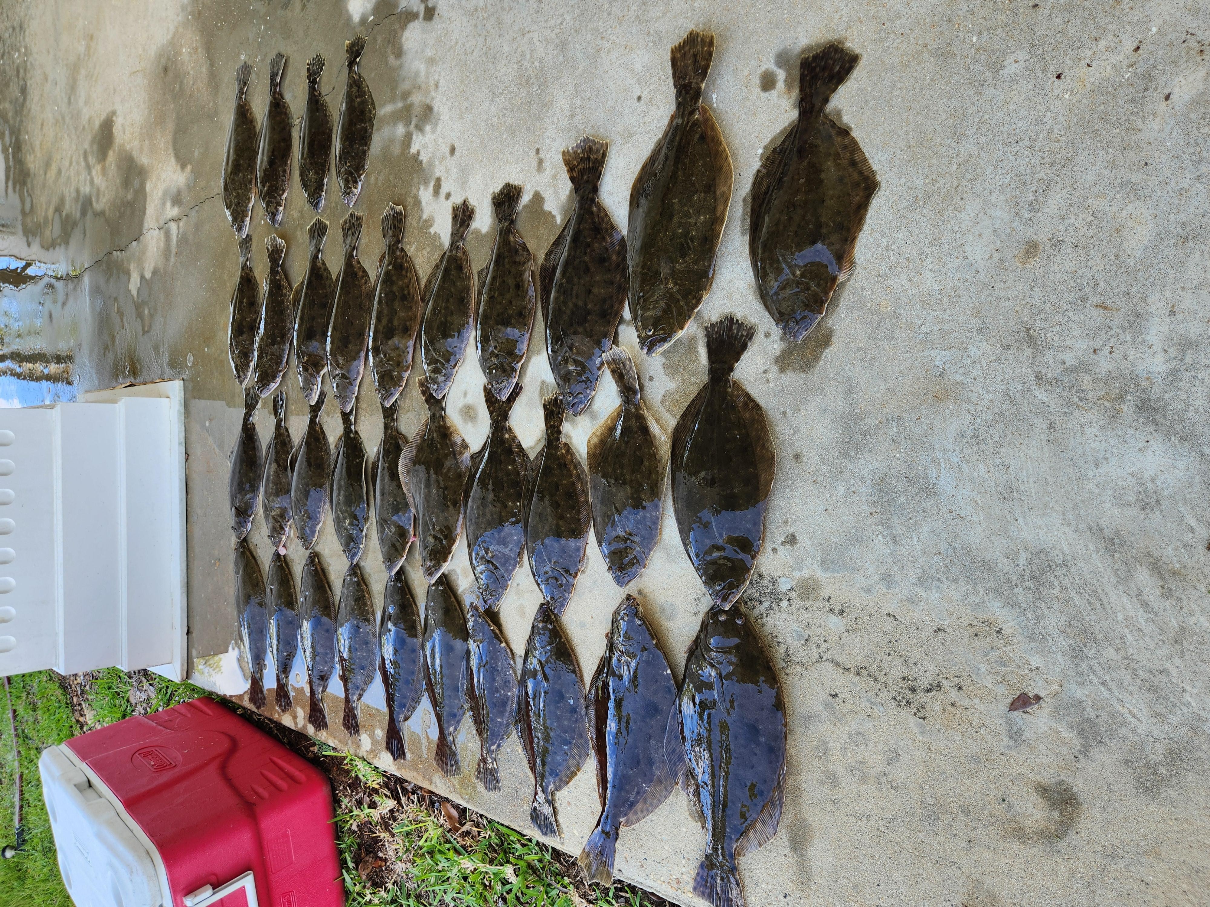 This was our catch one morning