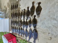 This was our catch one morning