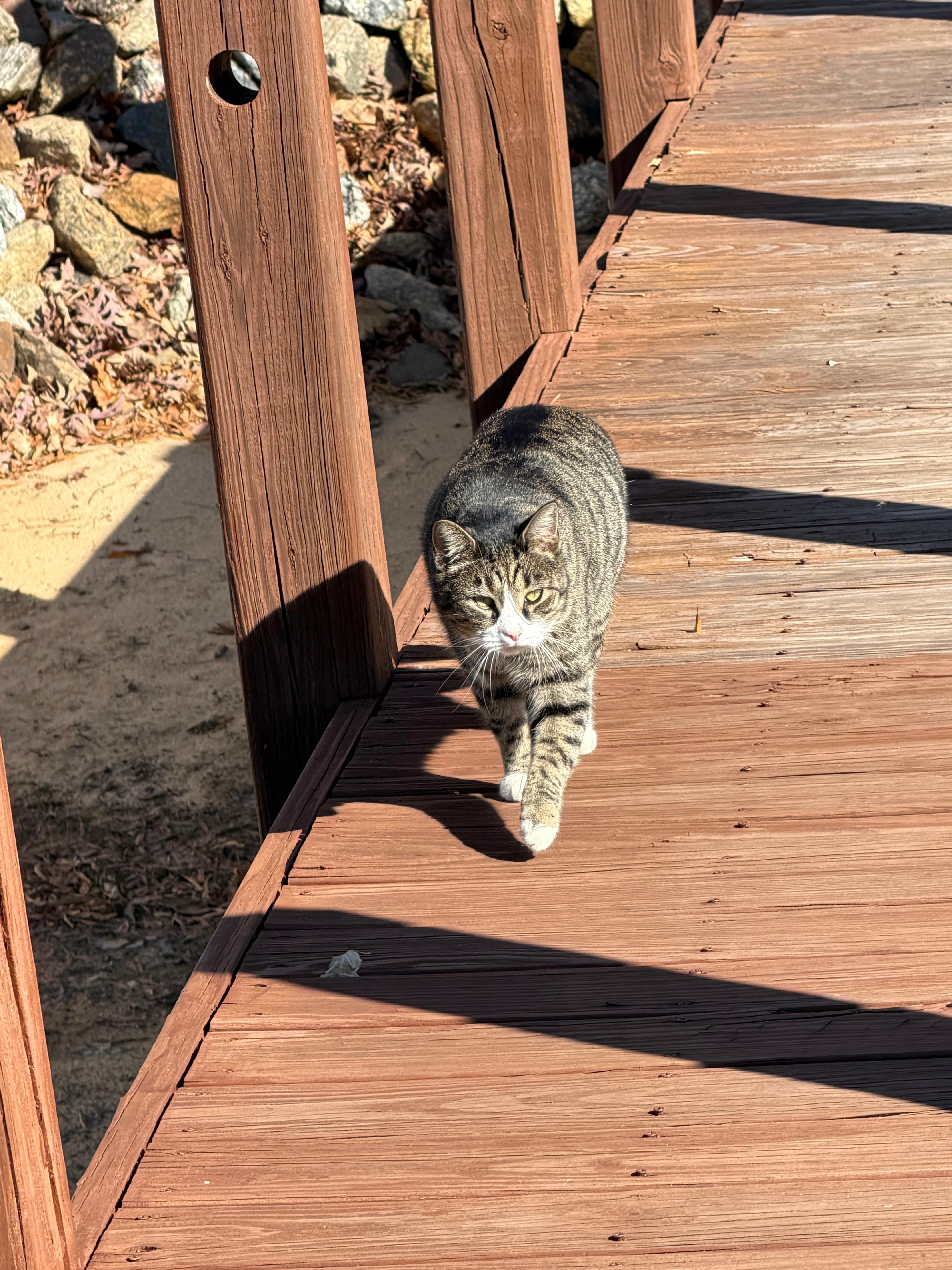 Friendly cat Baxter!