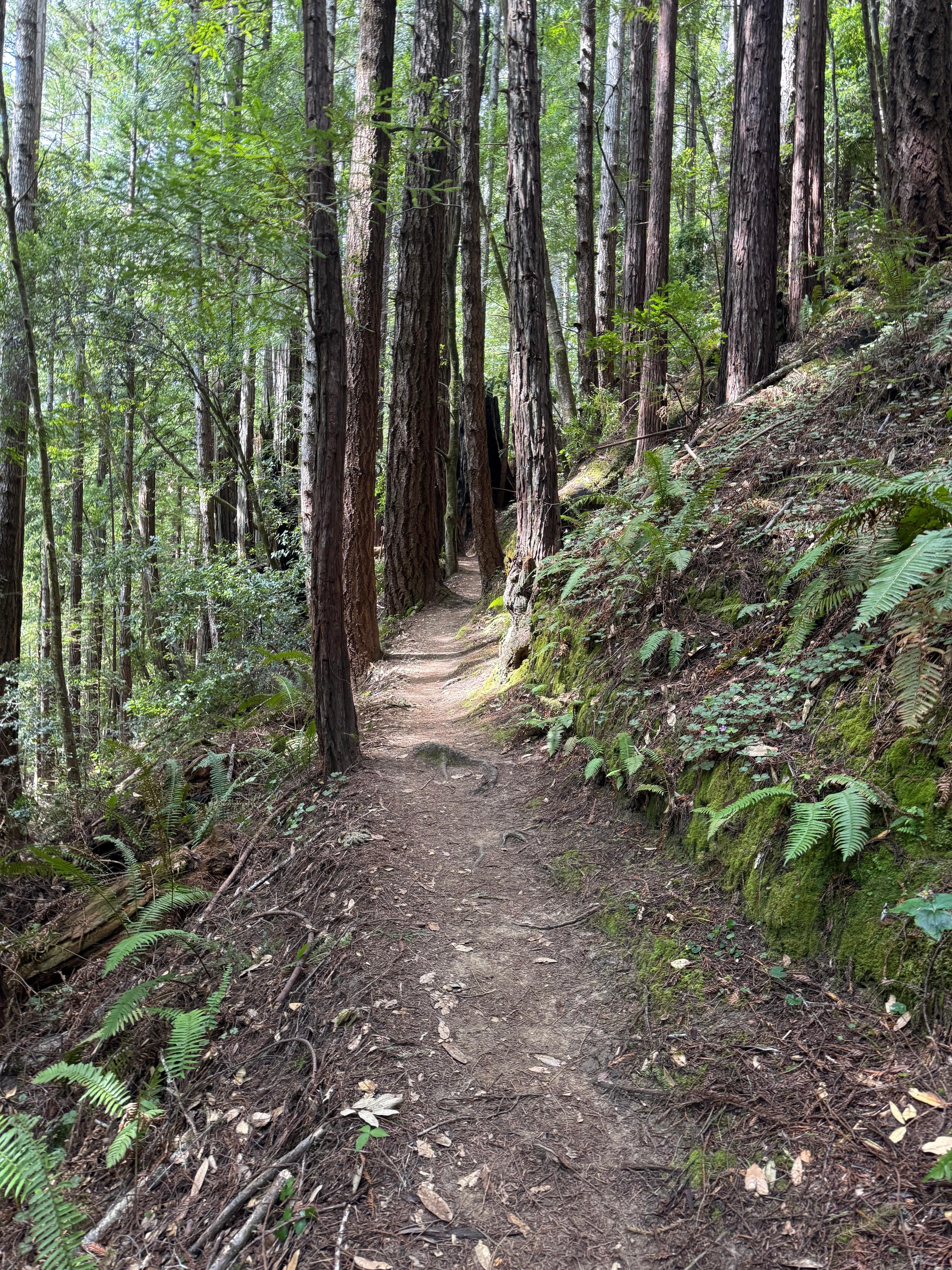 Russian Gulch State Park hiking
