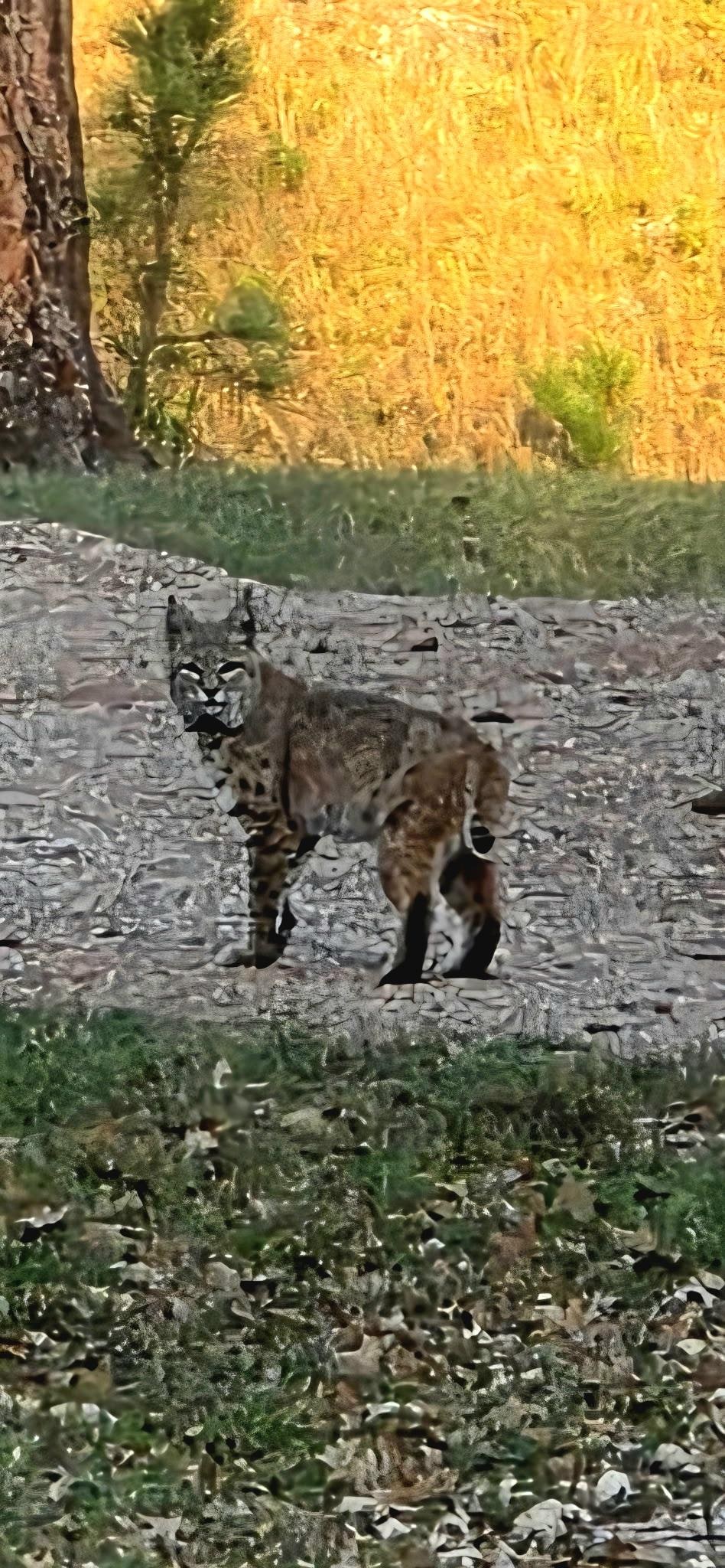 Early morning visit from Bobcat at cabin