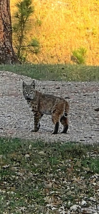 Early morning visit from Bobcat at cabin