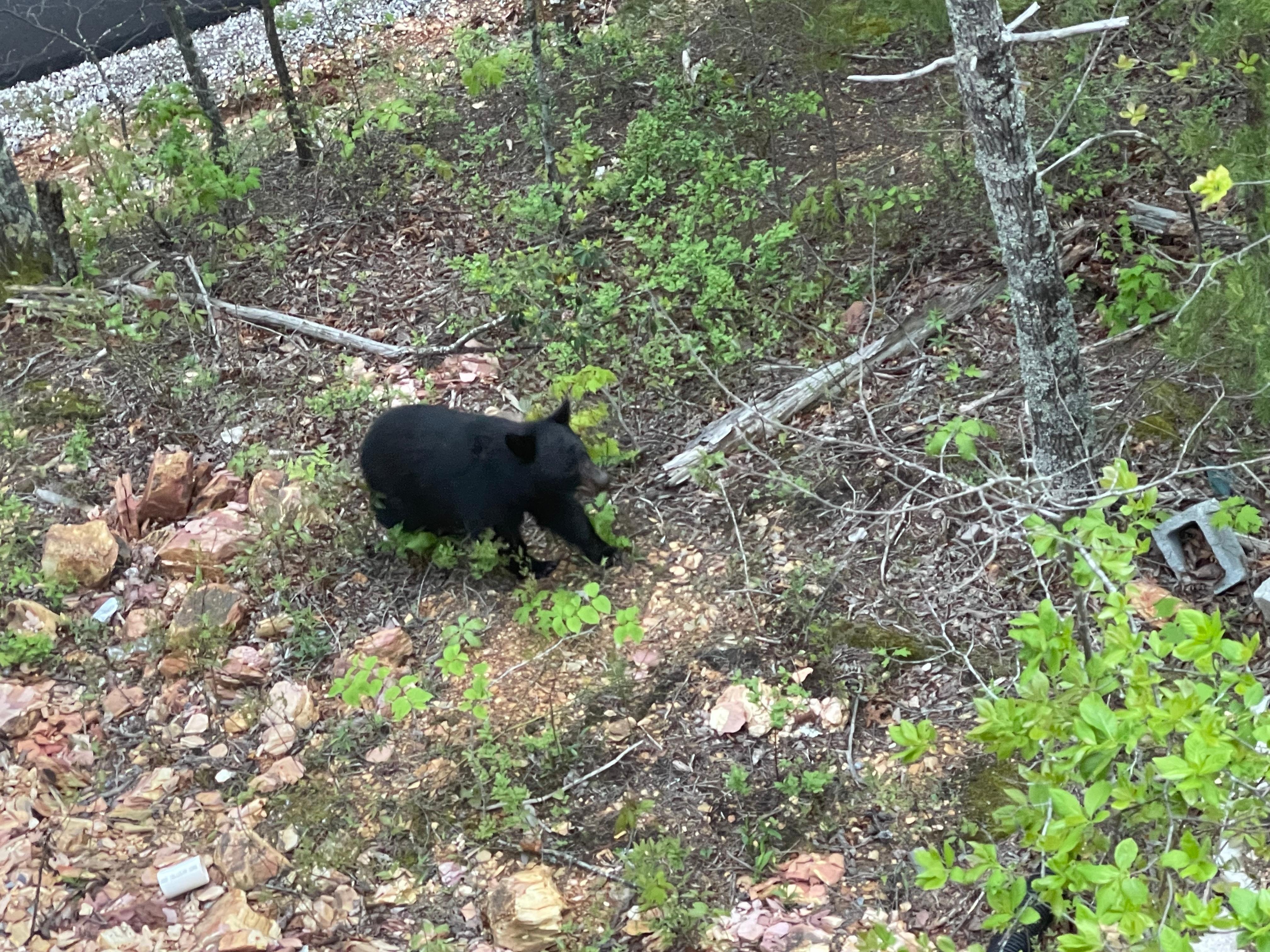 Visit from Mama Bear