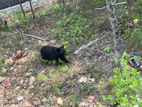 Visit from Mama Bear