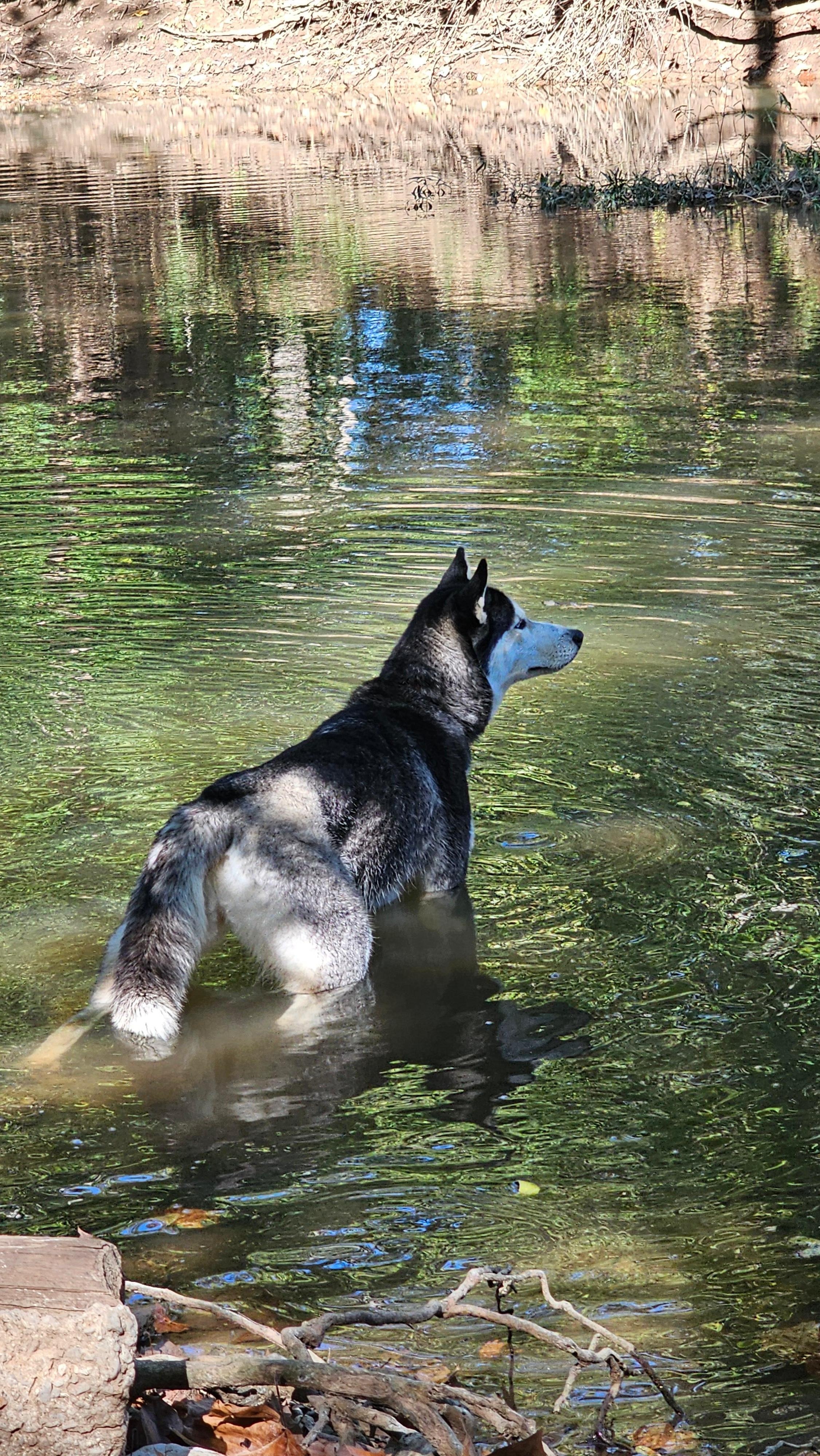 Our dog enjoying the James river next to the cabin.