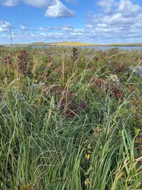 Vegetation at Cavendish Beach