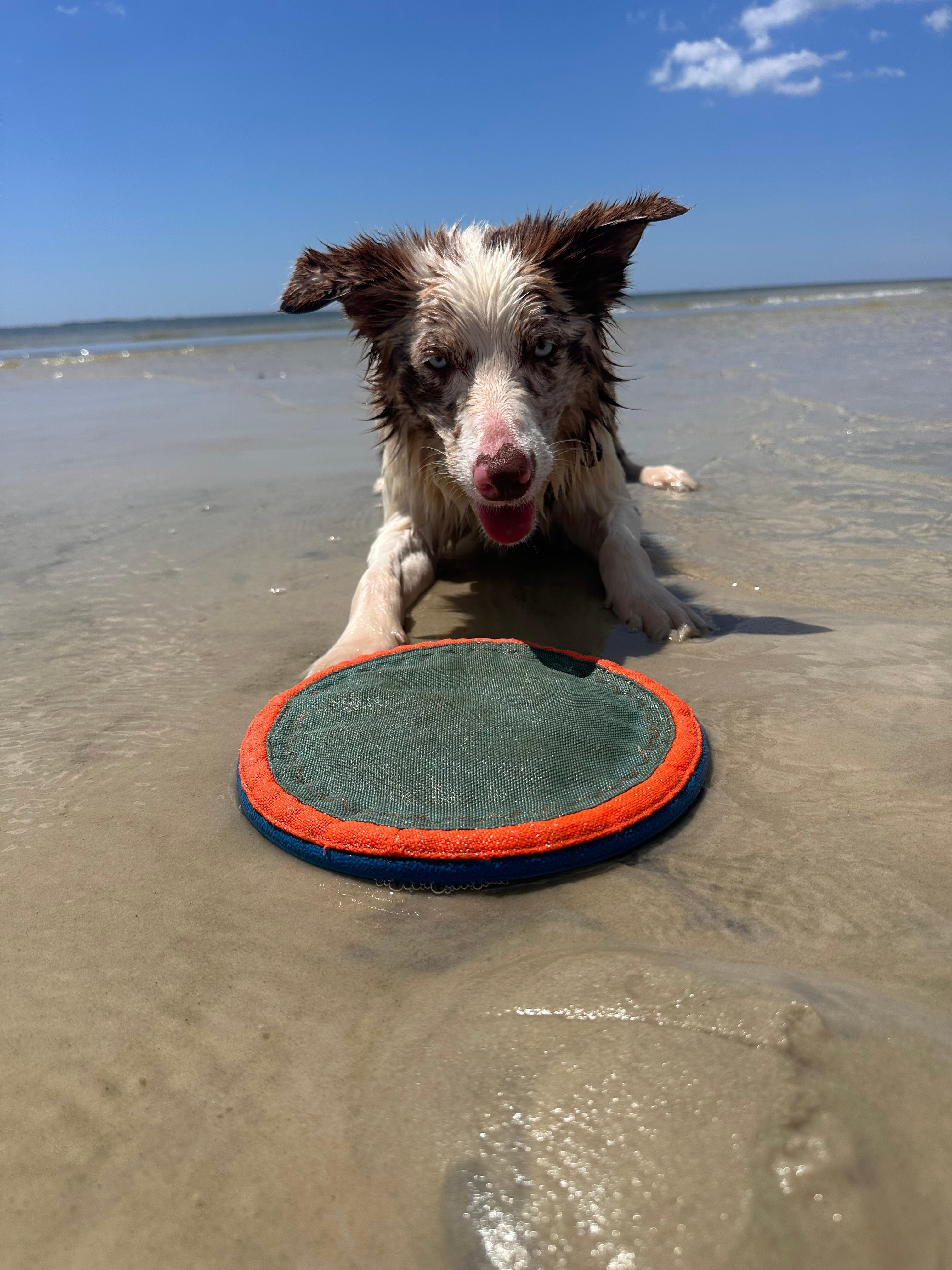 Absolutely could not keep our dog out of the water. 