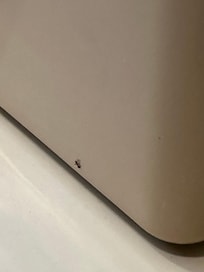 Dead ant on ice bucket.