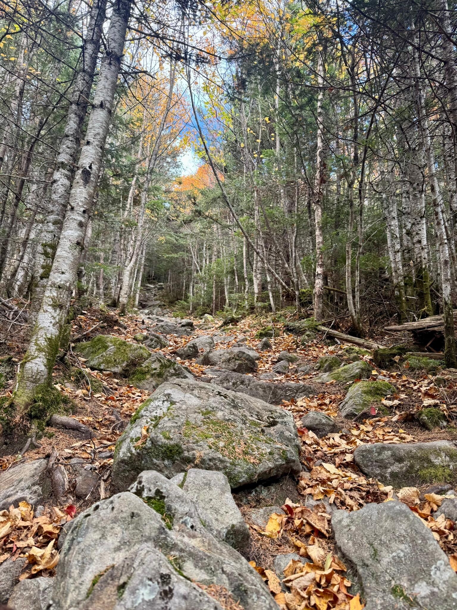 Trail up Big Moose Mountain