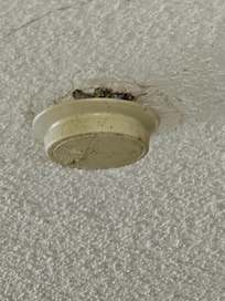 Fire detector not only dirty ready to fall of ceiling