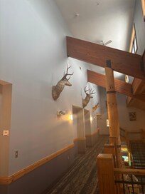 Animal heads on display