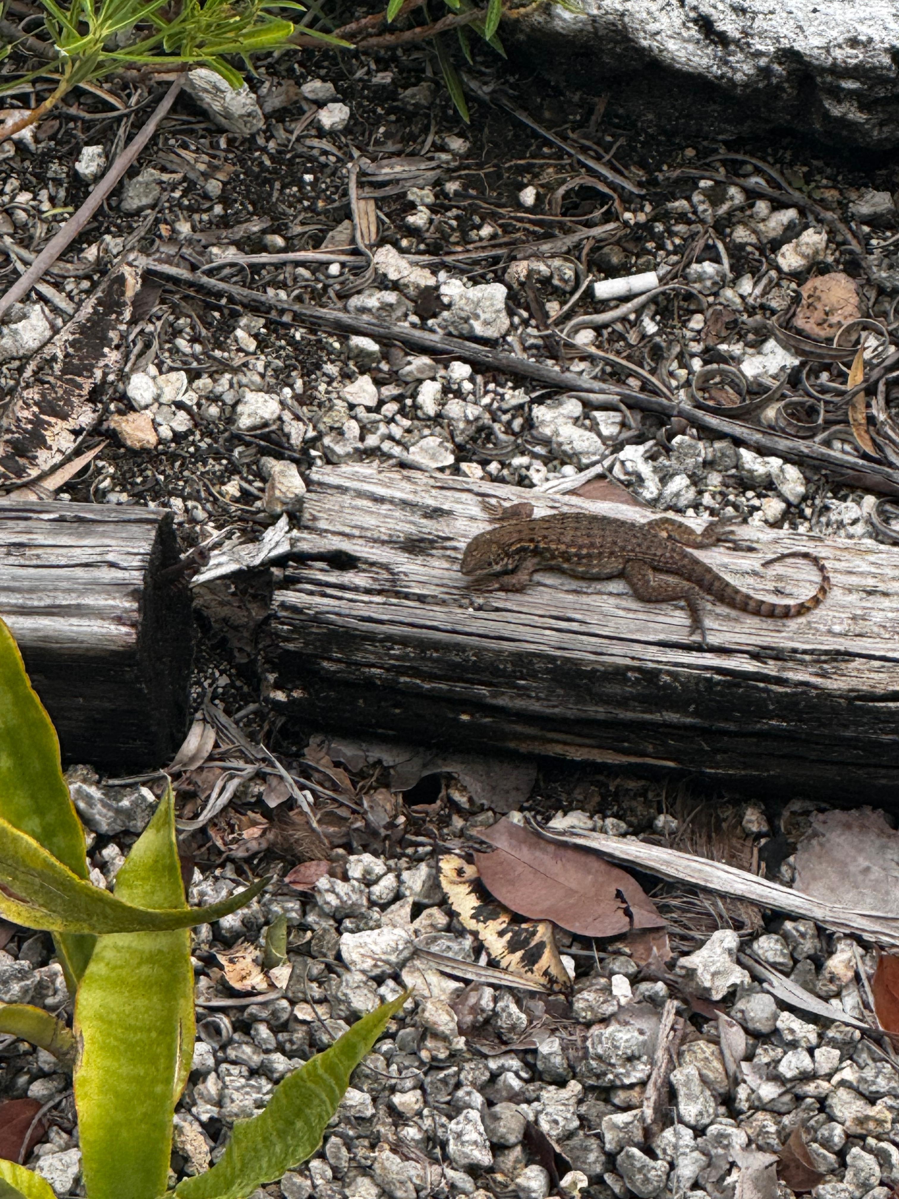 On the path beneath our room in the back by the marina