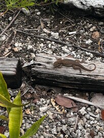 On the path beneath our room in the back by the marina