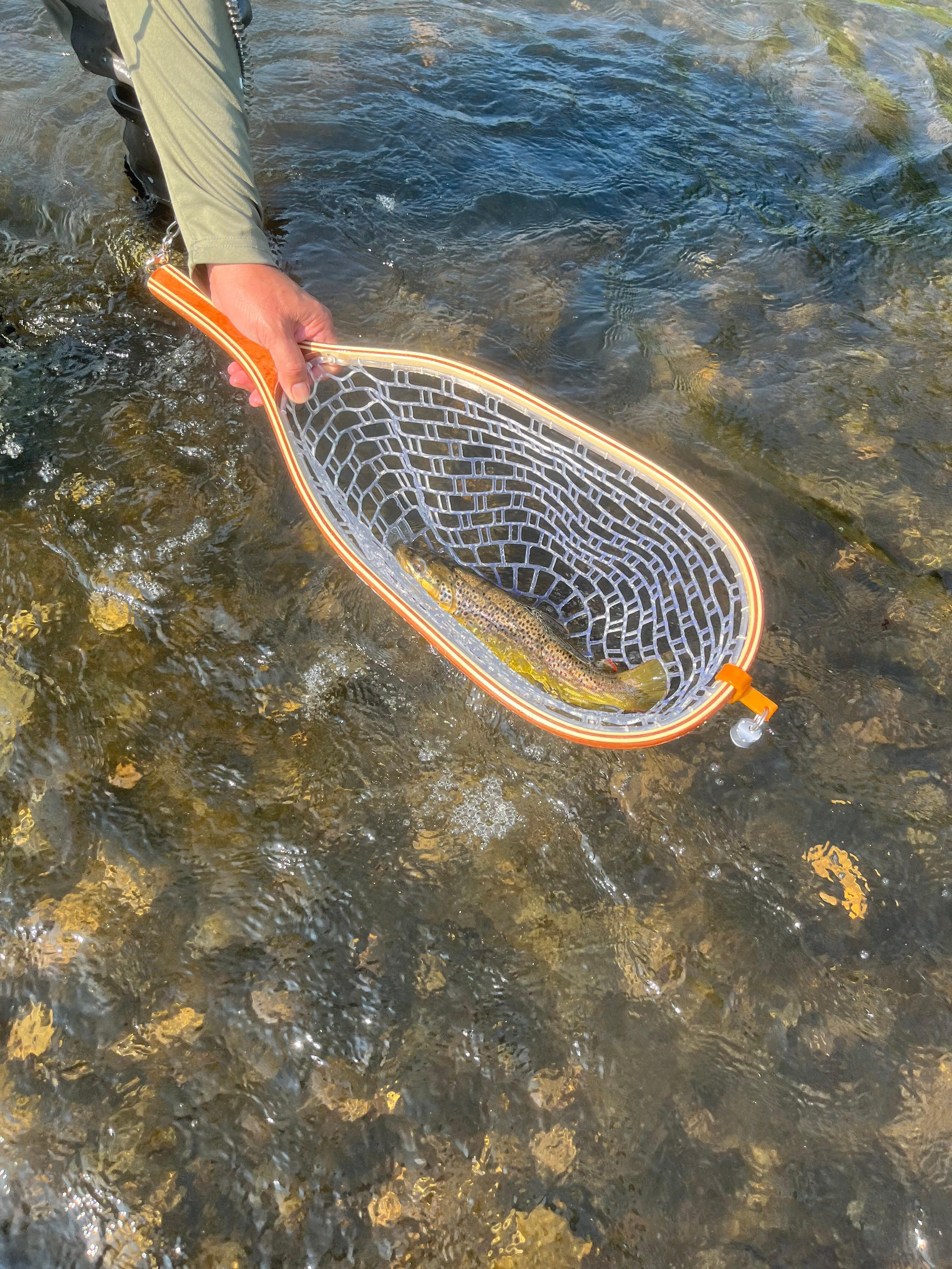 Beautiful brown trout catch and release 